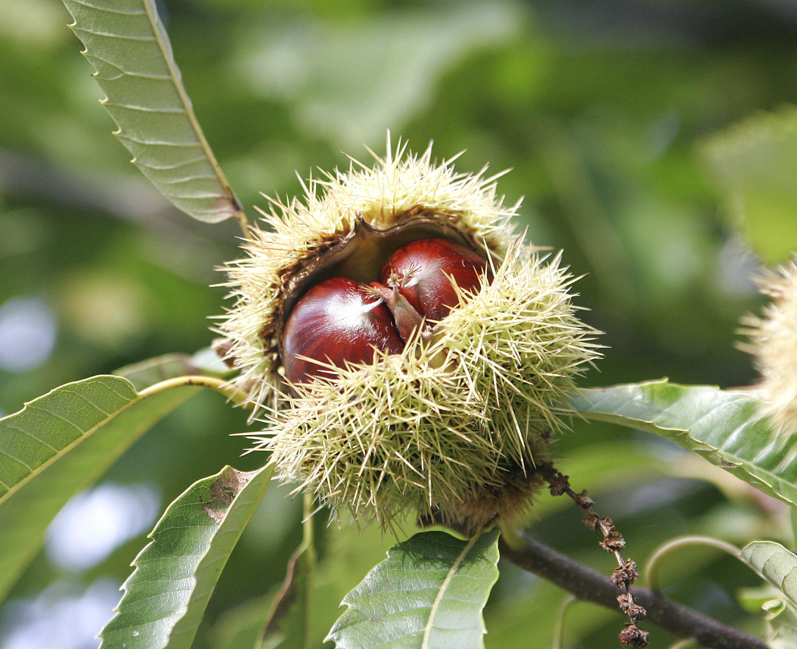 Fresh Chestnuts (1 lb)